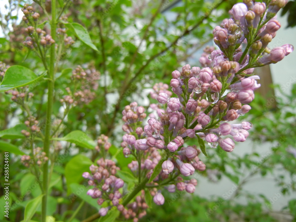 branch of lilac