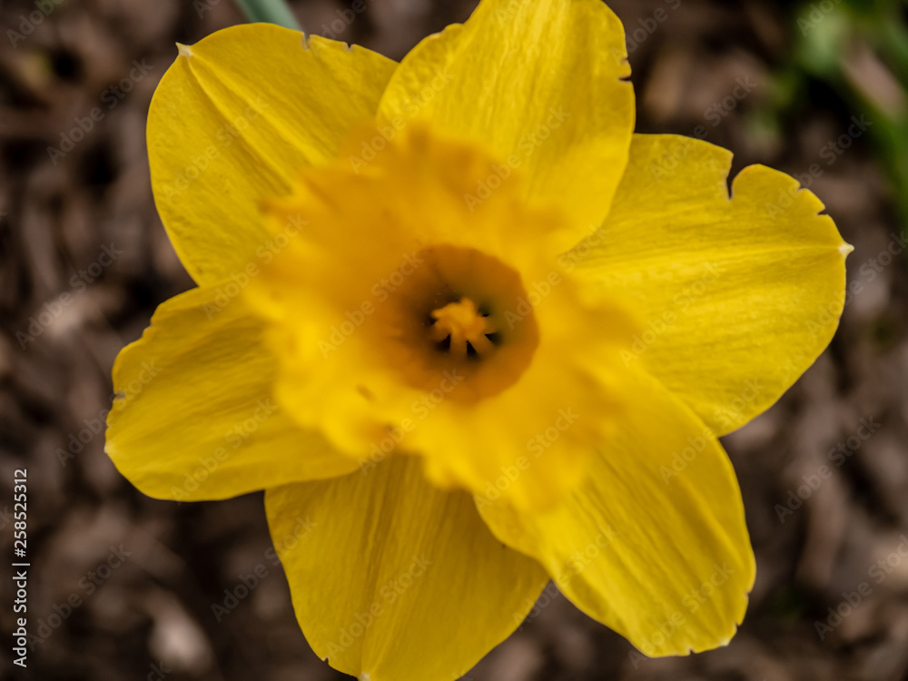 Fototapeta premium Close up of a yellow trumpet daffodils in nature with a bokeh background