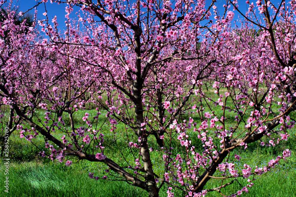 blooming tree in spring,pink,flower, floral, beautiful, green, beauty, petal,season, blooming tree in spring,pink,flower, floral, beautiful, green, beauty, petal,season,