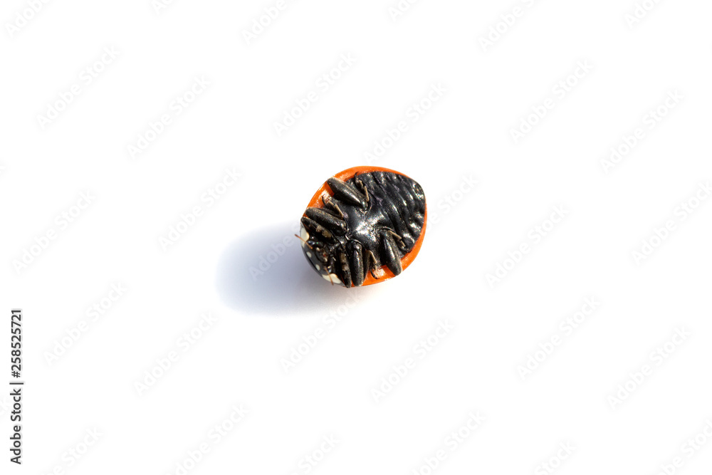 Close Up of A Ladybird Ladybug On White Background Close Up of A Ladybird Ladybug On White Background