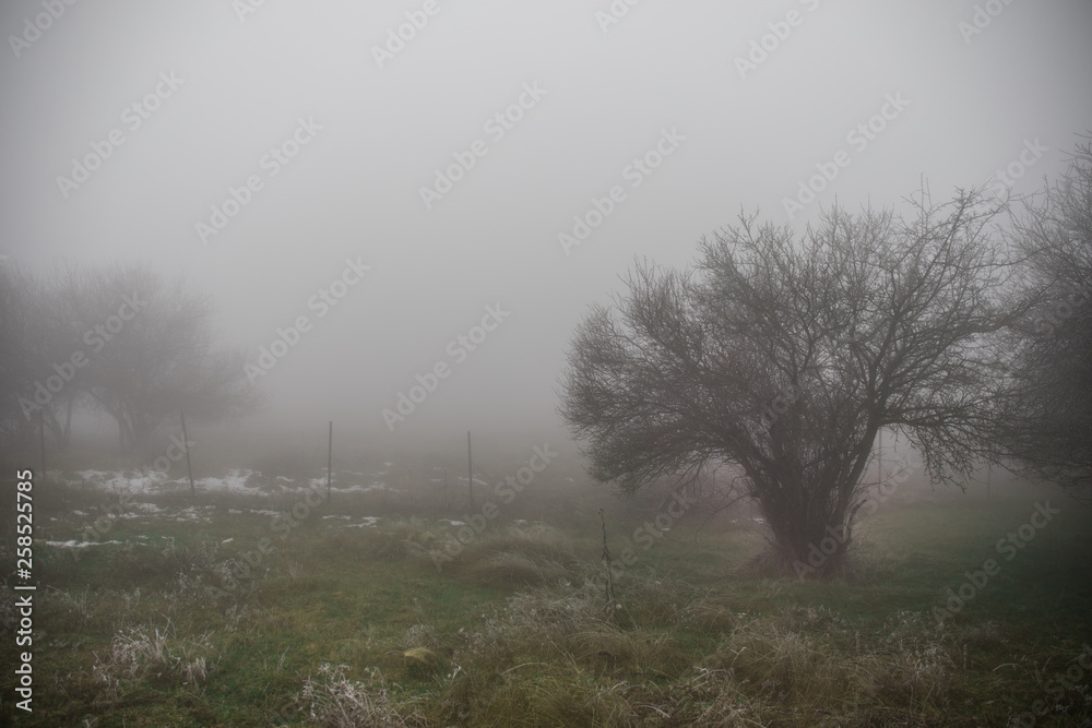Landscape with beautiful fog in forest on hill or Trail through a mysterious winter forest with autumn leaves on the ground. Road through a winter forest. Magical atmosphere. Landscape with beautiful fog in forest on hill or Trail through a mysterious winter forest with autumn leaves on the ground. Road through a winter forest. Magical atmosphere.