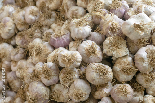 White garlic pile texture. Fresh garlic on market table closeup photo.