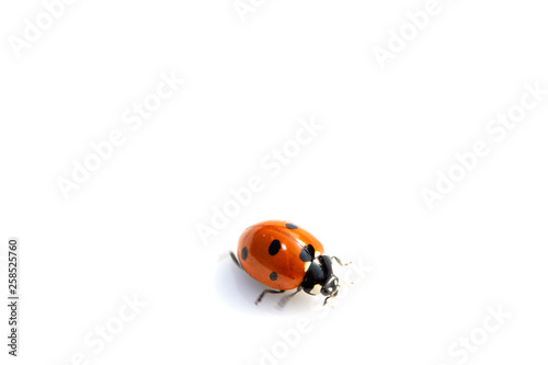 Close Up of A Ladybird Ladybug On White Background © squeebcreative