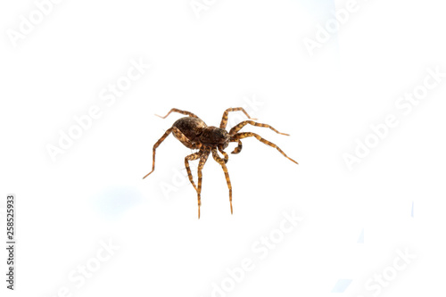 Close Up of a  Spotted Wolf Spider on White Background © squeebcreative