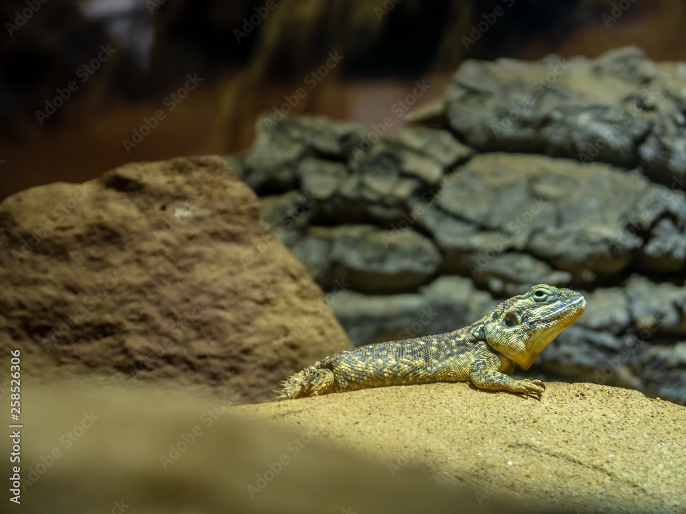 Lizard sitting on sand, with stones in background with awesome textures Lizard sitting on sand, with stones in background with awesome textures
