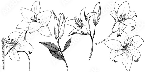 Vector Lily floral botanical flower. Black and white engraved ink art. Isolated lilies illustration element.