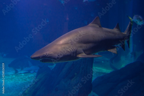 Sand tiger shark swimming in blue water © Fotokon