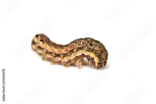 Butterfly Or Moth Brown Caterpillar Close Up on White Background
