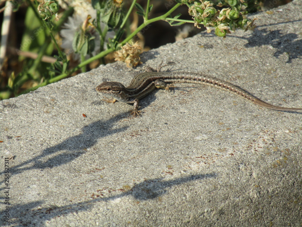 Obraz premium Lagartija