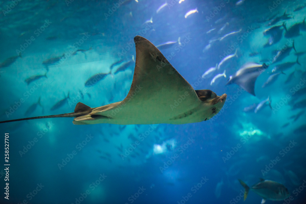 Fototapeta premium Aetomylaeus bovinus - Bull ray swimming in blue water