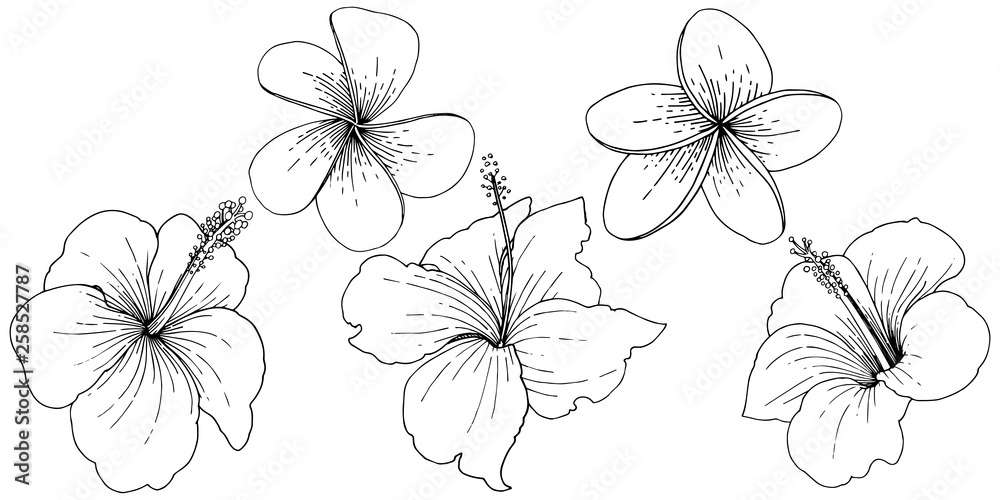 Vector Hibiscus floral tropical flowers. Black and white engraved ink art. Isolated hibiscus illustration element. - obrazy, fototapety, plakaty 