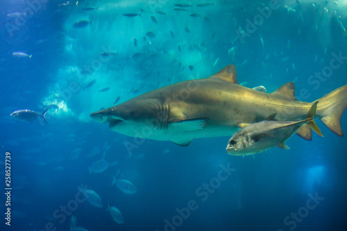 Sand tiger shark swimming in blue water