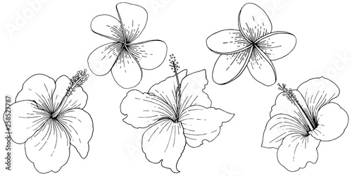 Vector Hibiscus floral tropical flowers. Black and white engraved ink art. Isolated hibiscus illustration element. photo