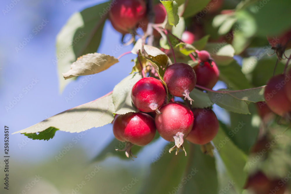 Fototapeta premium Apples are early, late summer, early autumn, harvest time.