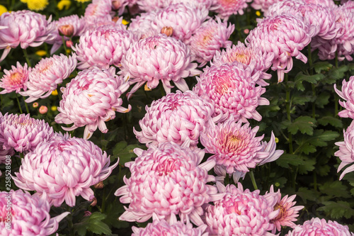 Flowers, flowers chrysanthemum, Chrysanthemum wallpaper,