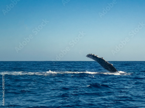 Humpback Whale (Megaptera novaeangliae) © Rob