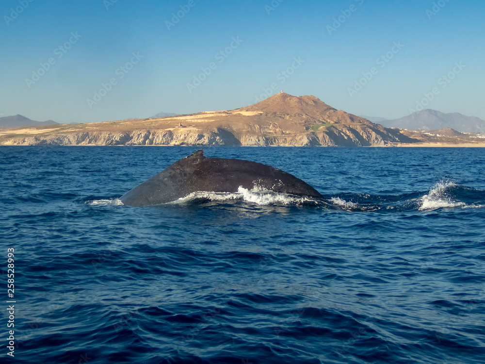 Fototapeta premium Humpback Whale (Megaptera novaeangliae)