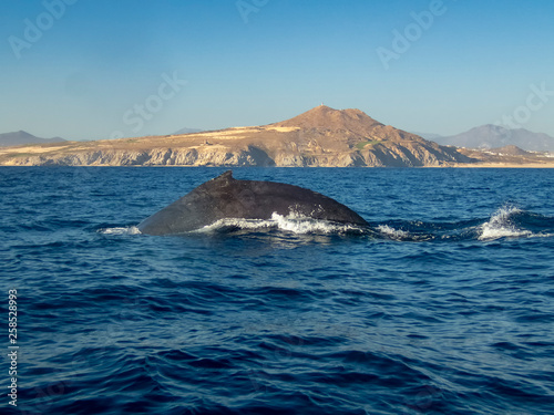 Humpback Whale  Megaptera novaeangliae 