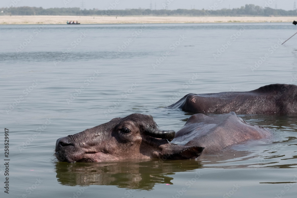 Fototapeta premium water buffalo bath in the Ganges.