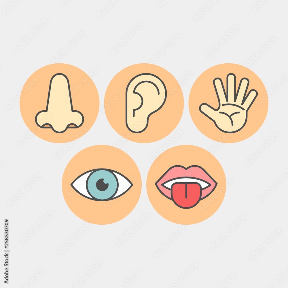 Sense organs flat vector icons. Hearing, smell, touch, vision, taste flat vector icons Sense organs flat vector icons. Hearing, smell, touch, vision, taste flat vector icons
