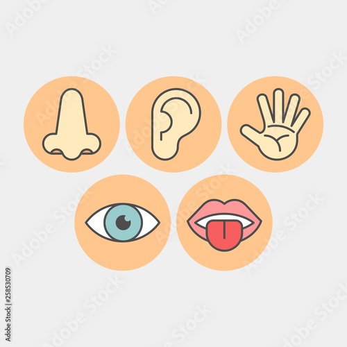 Sense organs flat vector icons. Hearing, smell, touch, vision, taste flat vector icons
