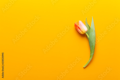 Yellow pastels color tulips on yellow background. #258530945