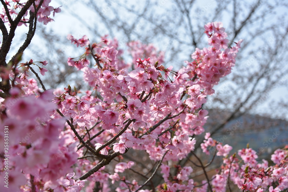 Japanese cherry tree
