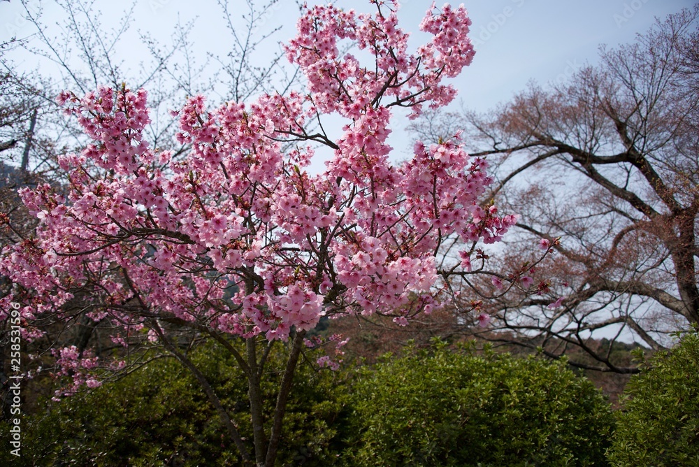 Japanese cherry tree