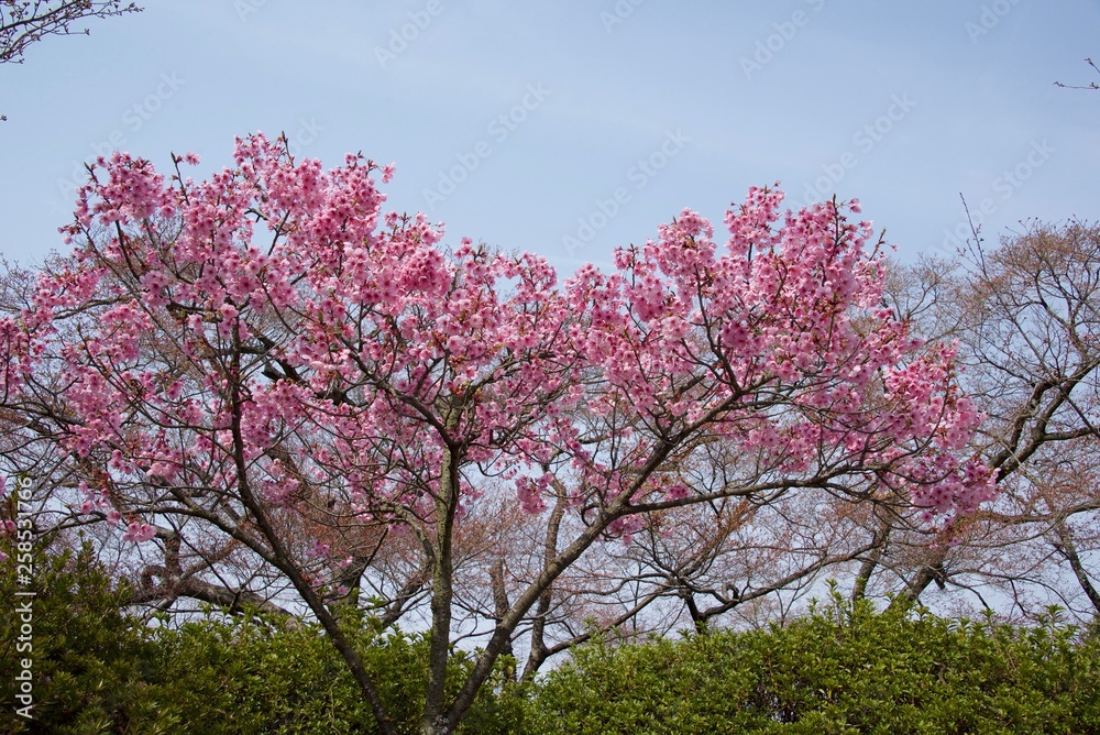 Japanese cherry tree Japanese cherry tree