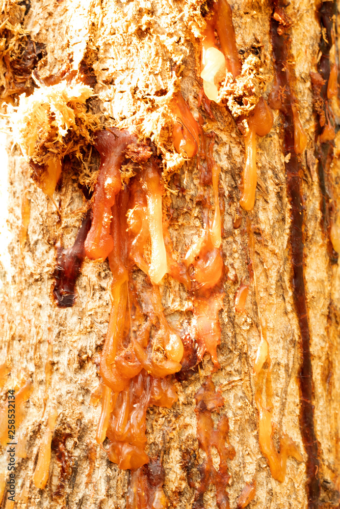 yellow resin on wood background yellow resin on wood background