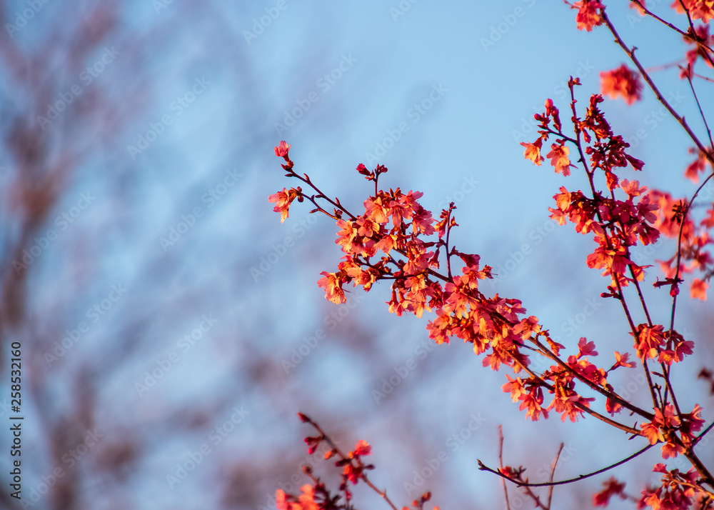 Branch of new cherry blossoms in foreground Branch of new cherry blossoms in foreground