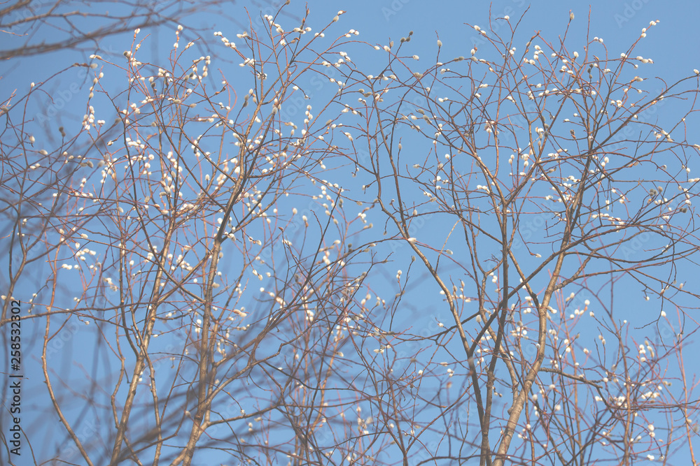Fototapeta premium spring willow buds on a sunny day. Natural background. Blue sky