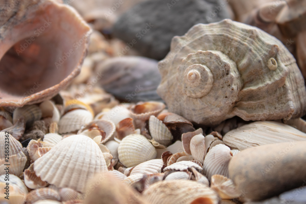 Sea shell pearl background. Seashells texture closeup.ish, sand, coral in the beach.