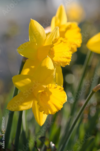 yellow daffodils in spring