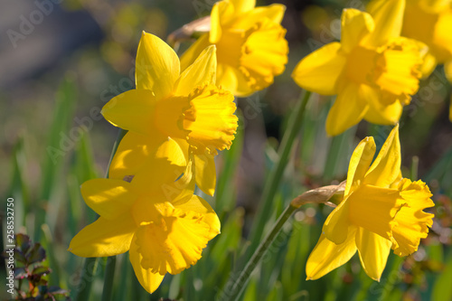 yellow daffodils in the garden