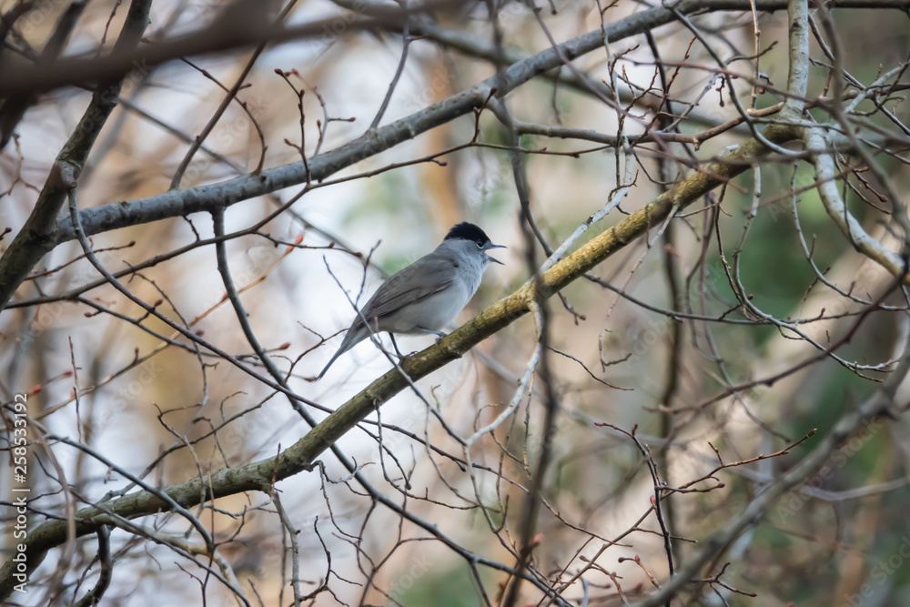 Obraz premium Eurasian Blackcap Perched on Branch in Springtime