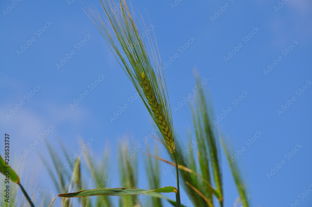 Wheat Gozo Malta Wheat Gozo Malta