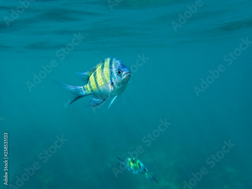 The Sergeant Major or píntano (Abudefduf saxatilis, family Pomacentridae) fish photo