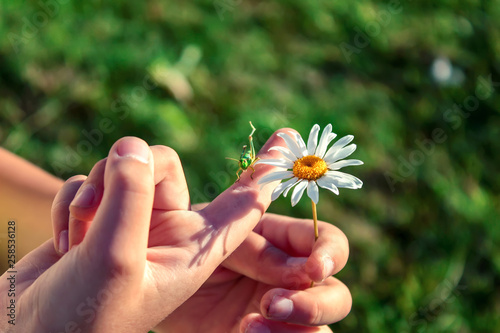 Grasshopper and daisy flower on the hand of the child.