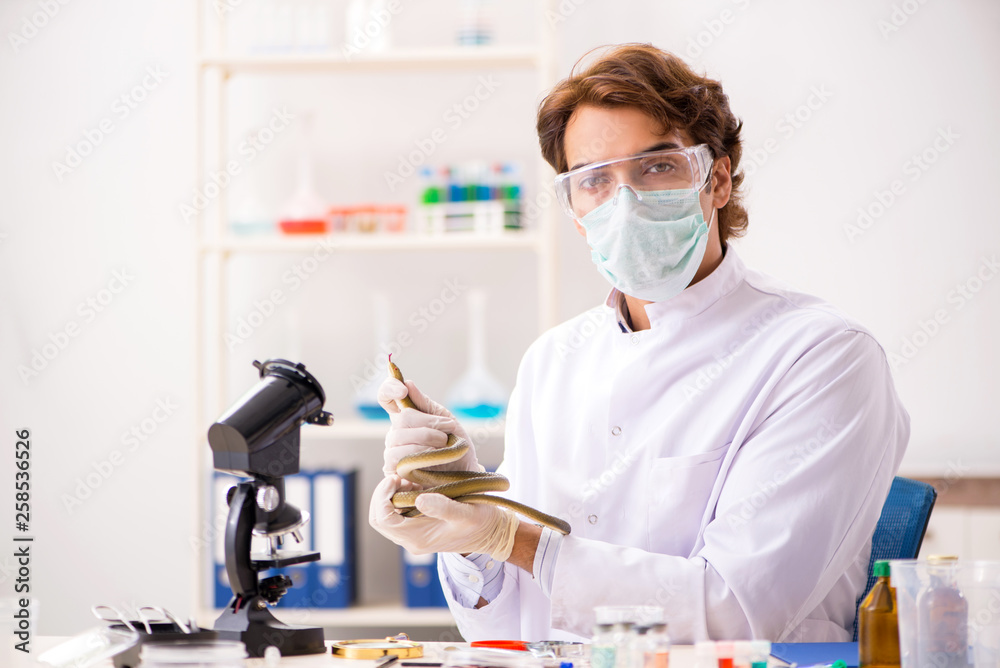 Male scientist extracting poison from snake for drug synthesis Male scientist extracting poison from snake for drug synthesis