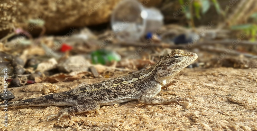 lizard on rock lizard on rock
