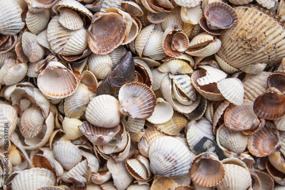 Seashells of different colors. Mollusk shells. Seashell background.