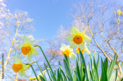 Gelb weiße Narzissen (Narcissus) von unten Fotografiert vor großen Bäumen im Frühling. Blühende Narzissen.