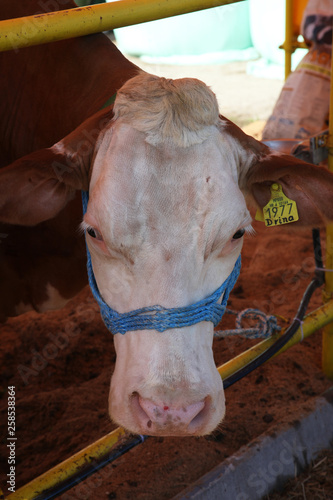 The cow in the barn at the fair in Bjelovar, Croatia