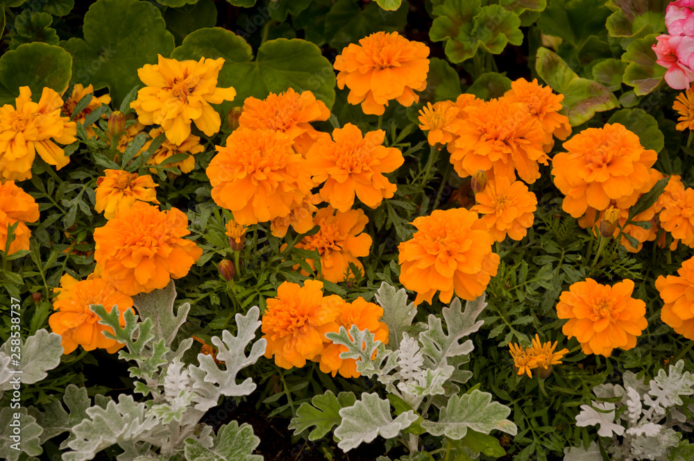 Marigolds flowers on the autumn flower-bed Marigolds flowers on the autumn flower-bed