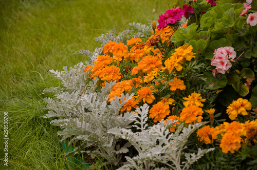 Marigolds flowers on the autumn flower-bed