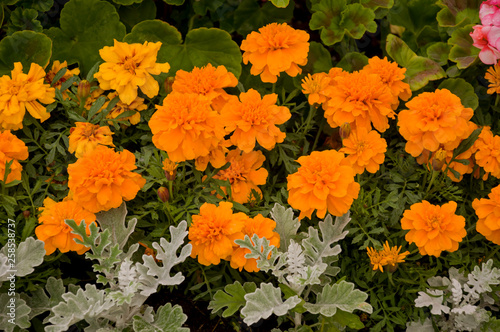 Marigolds flowers on the autumn flower-bed photo