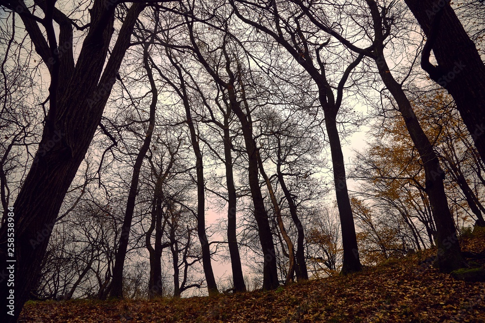 Bare trees against gloomy sky Bare trees against gloomy sky