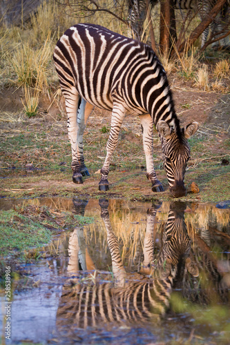 A zebra (Equus Quagga) drinking water at a water hole in Dikhololo Game Reserve resort in South Africa photo