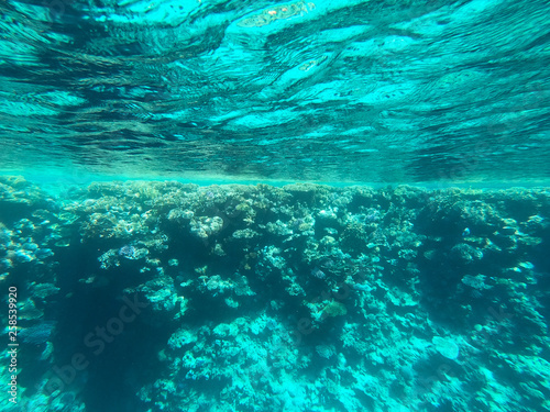 Underwater photography of coral reefs in the red sea. Clear blue water, beautiful corals. Natural natural background. Place to insert text. The theme of tourism and travel.